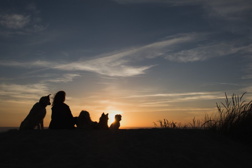 auto retrato. silhueta de cães na praia ao pôr do sol por basti fotografia de animais pet photography