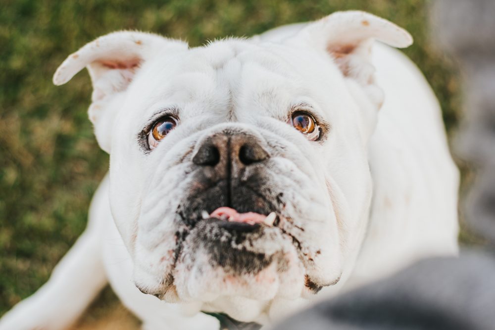 retrato de cão bulldog inglês a olhar para cima por basti fotografia de animais pet photography