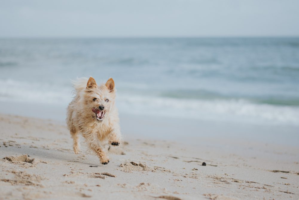cão na praia por basti fotografia de animais pet photography