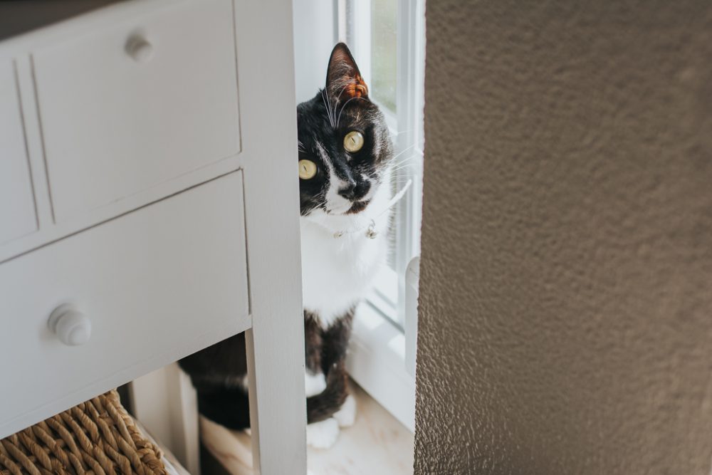 gato escondido por basti fotografia de animais pet photography