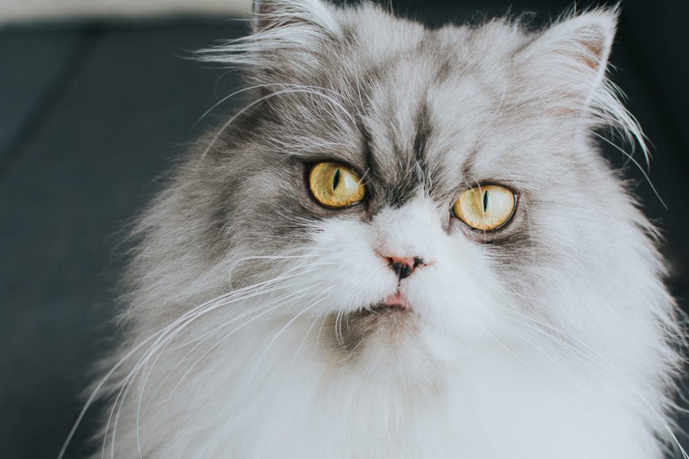 retrato de um gato por basti fotografia de animais pet photography