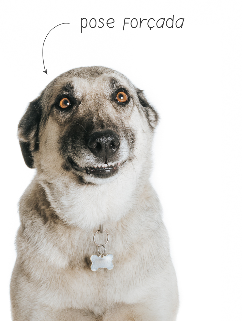 cão awkward em pose forçada por basti fotografia de animais